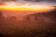 朝焼け霧の高原