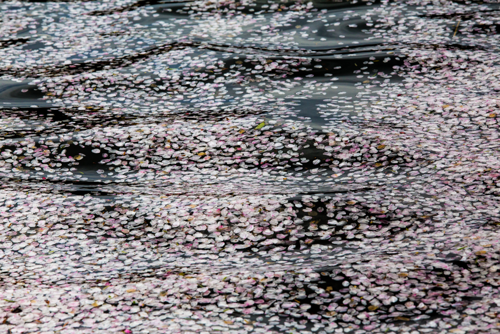 花びら揺らぐ