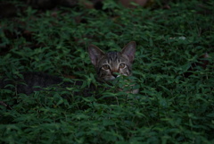 singaporeのねこ