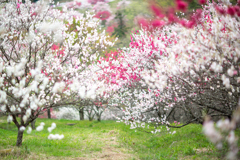 花咲く小径