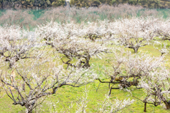 果樹園の春