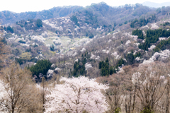 山桜咲く里