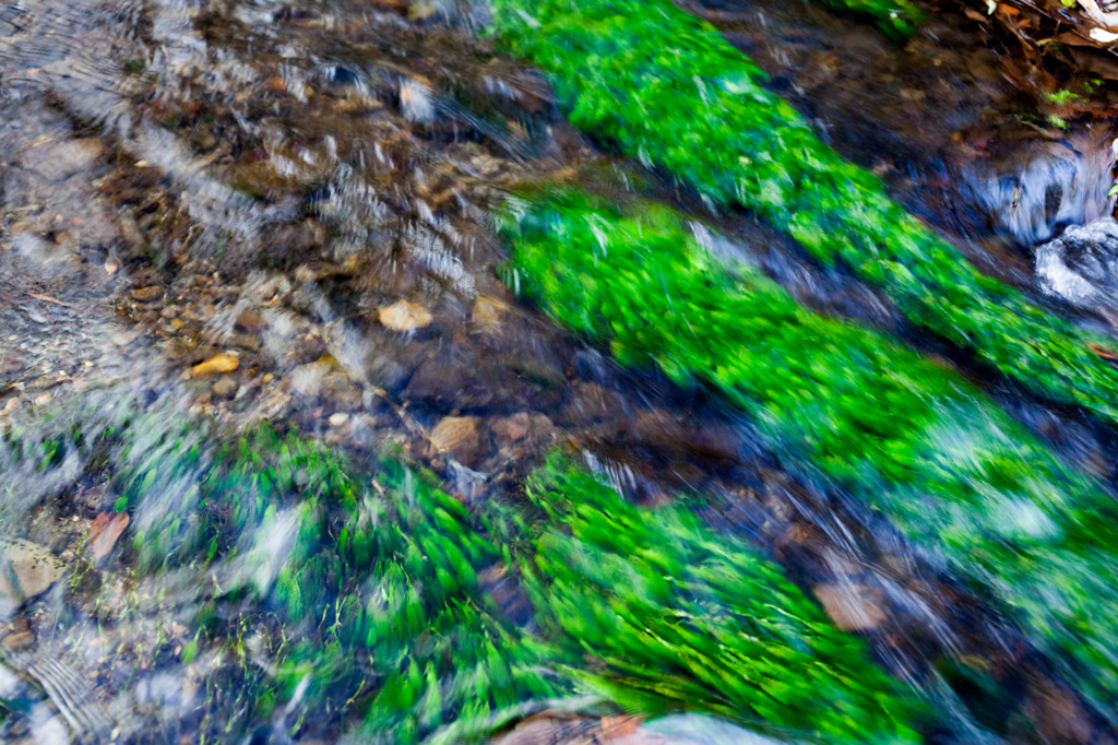 水草の踊る流れ