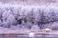 混じり合う色に染まる白