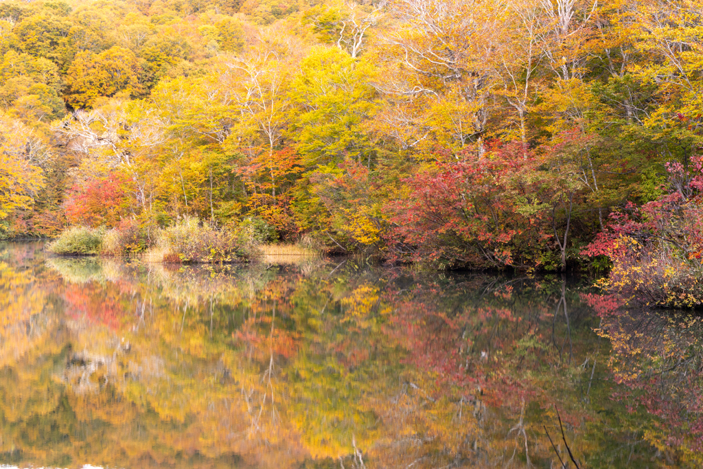 ブナの森が飾る頃