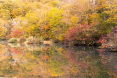 ブナの森が飾る頃