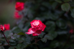 薔薇光る