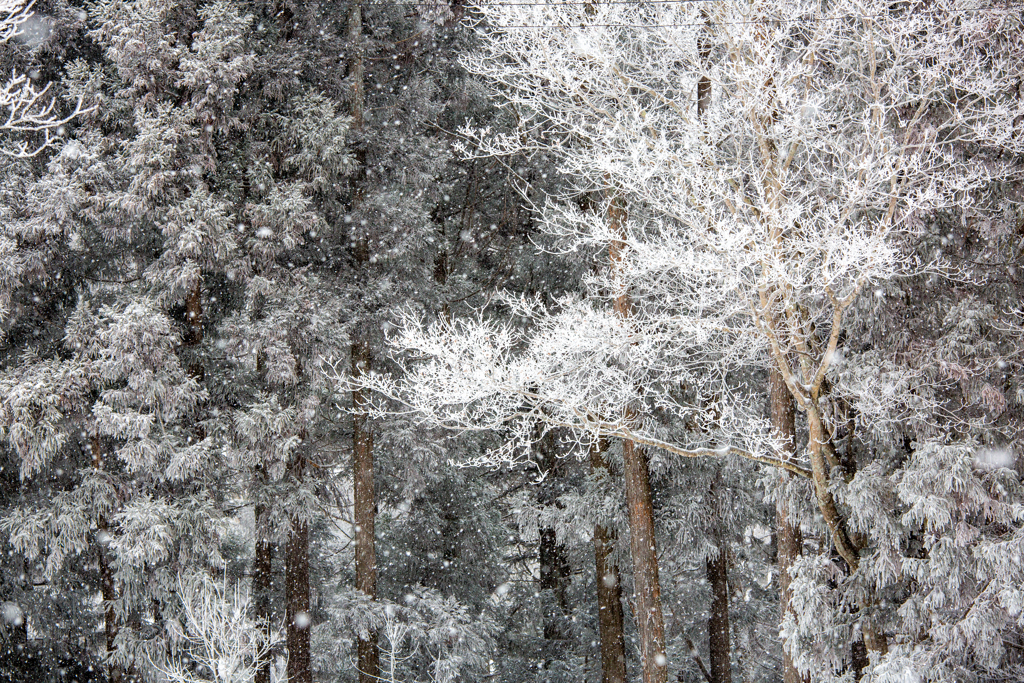 雪降り模様