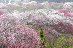 花桃煙る丘