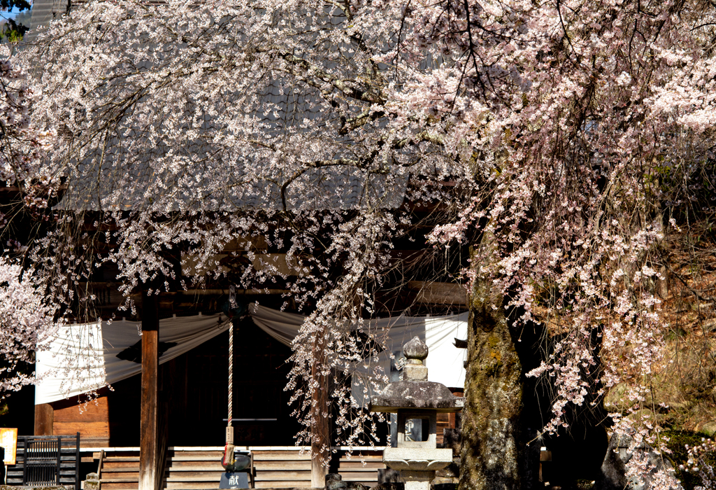 寺院の前に咲く