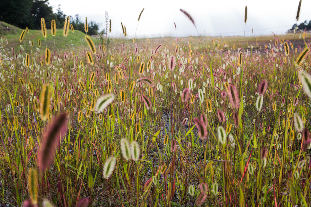 いろんな色のねこじゃらし