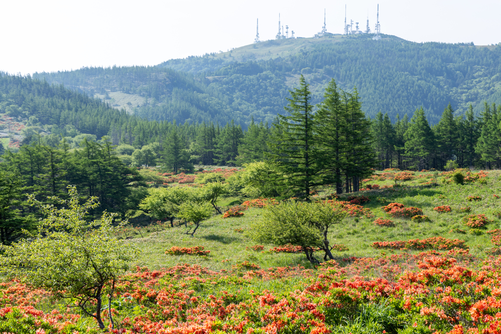 レンゲツツジ咲く高原