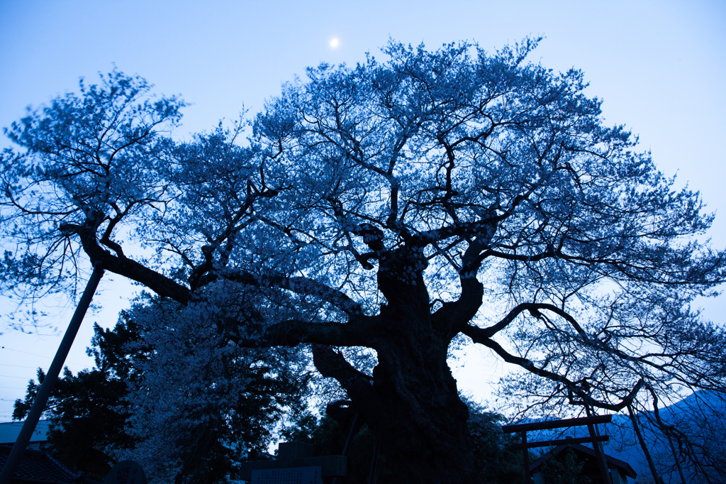 古木咲く夜