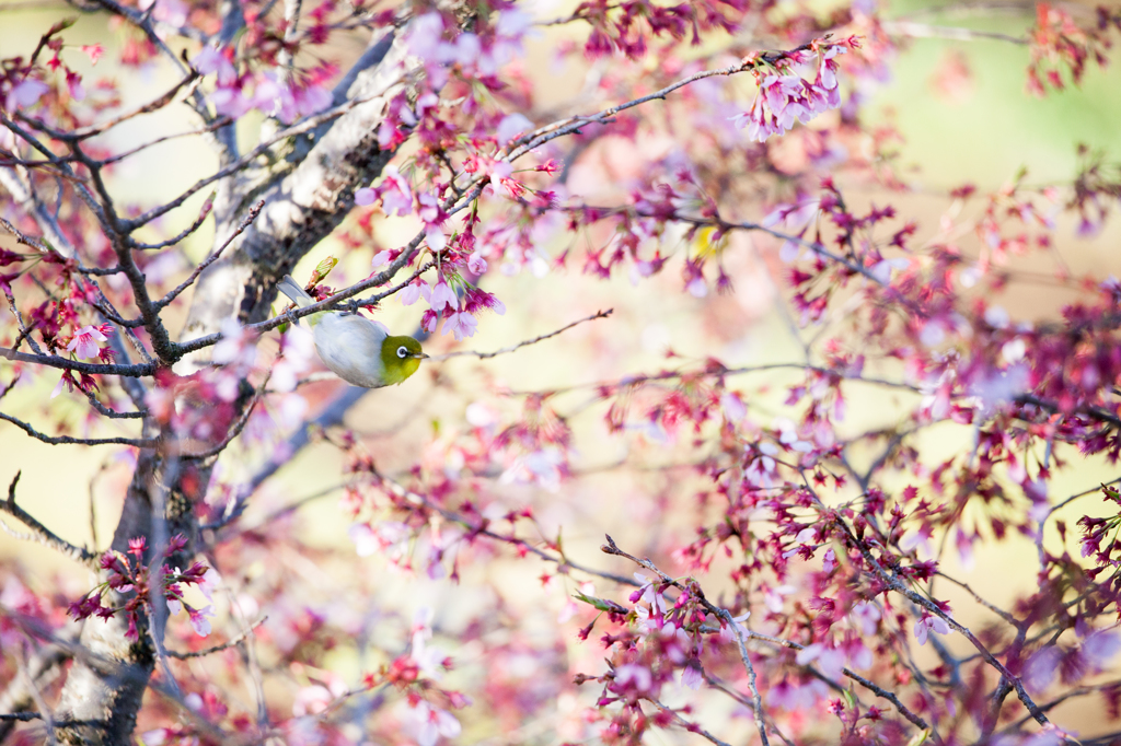 桜にメジロ１
