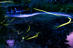 夜の池に描く