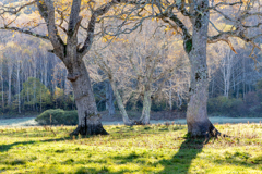 秋の木に光差す 秋の木に光差す