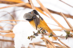 毛づくろいをして