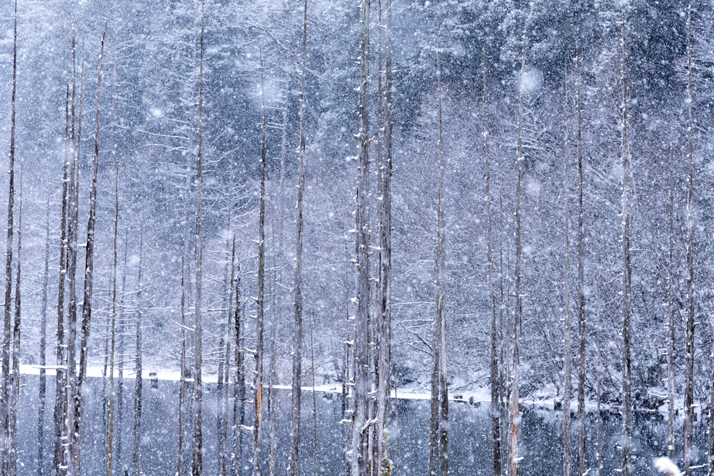装飾された木々