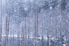 装飾された木々