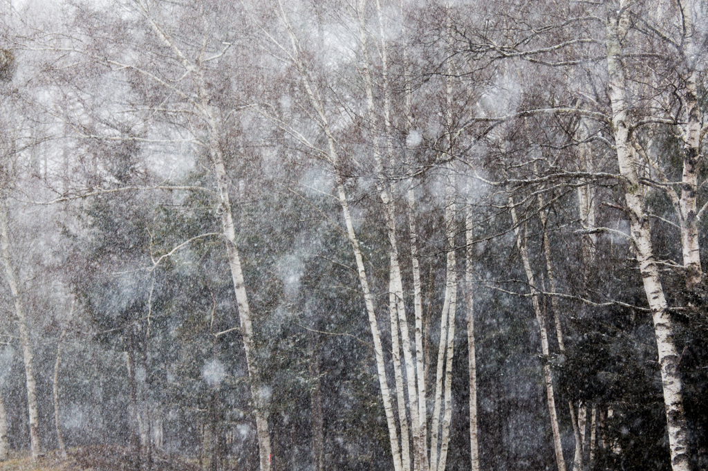 雪の白樺林