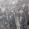 雪の白樺林