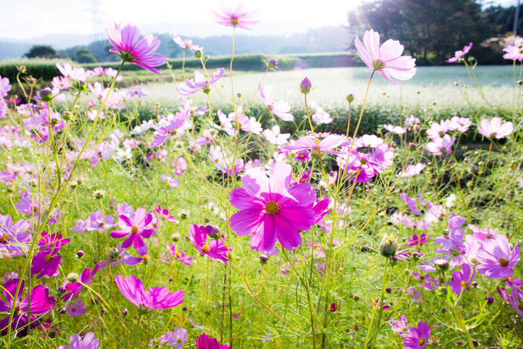 秋　花咲く丘