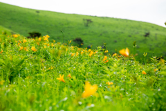 草原を飾る黄色