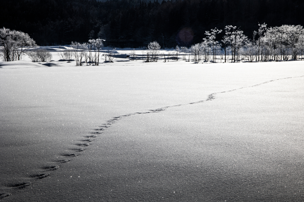 雪原