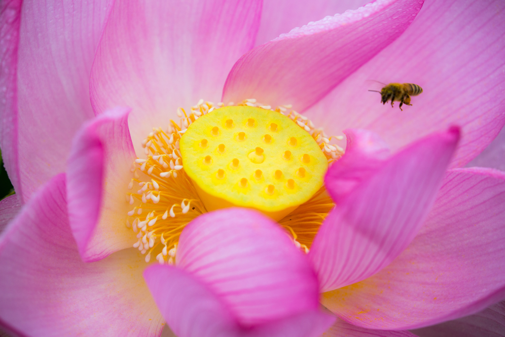 bee