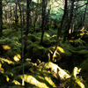 もののけ森に光指す