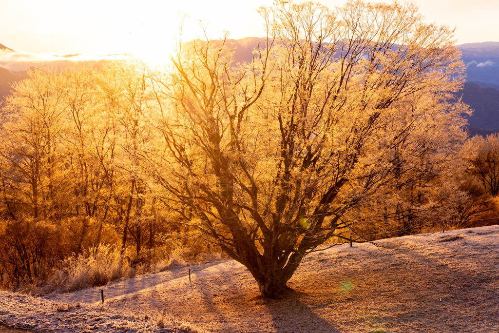 新しい年の光受け