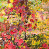 秋色　色々