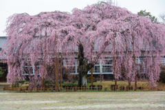 記憶の中の桜