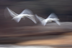 スムーズな描写の舞