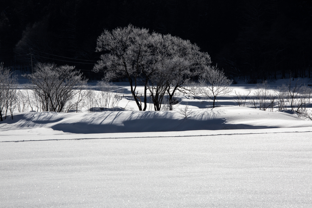 雪原の樹形