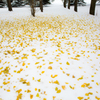 黄色散りばめる