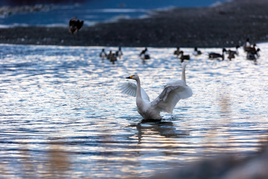 白鳥が醸し出す世界観
