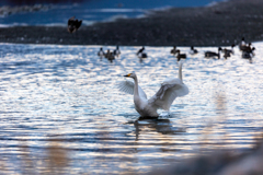 白鳥が醸し出す世界観