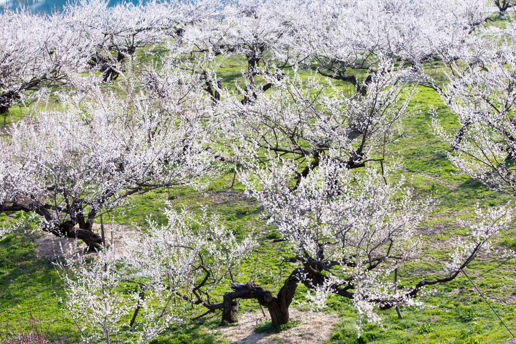 咲く果樹園