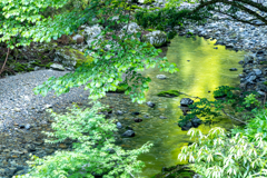 清流に緑入る