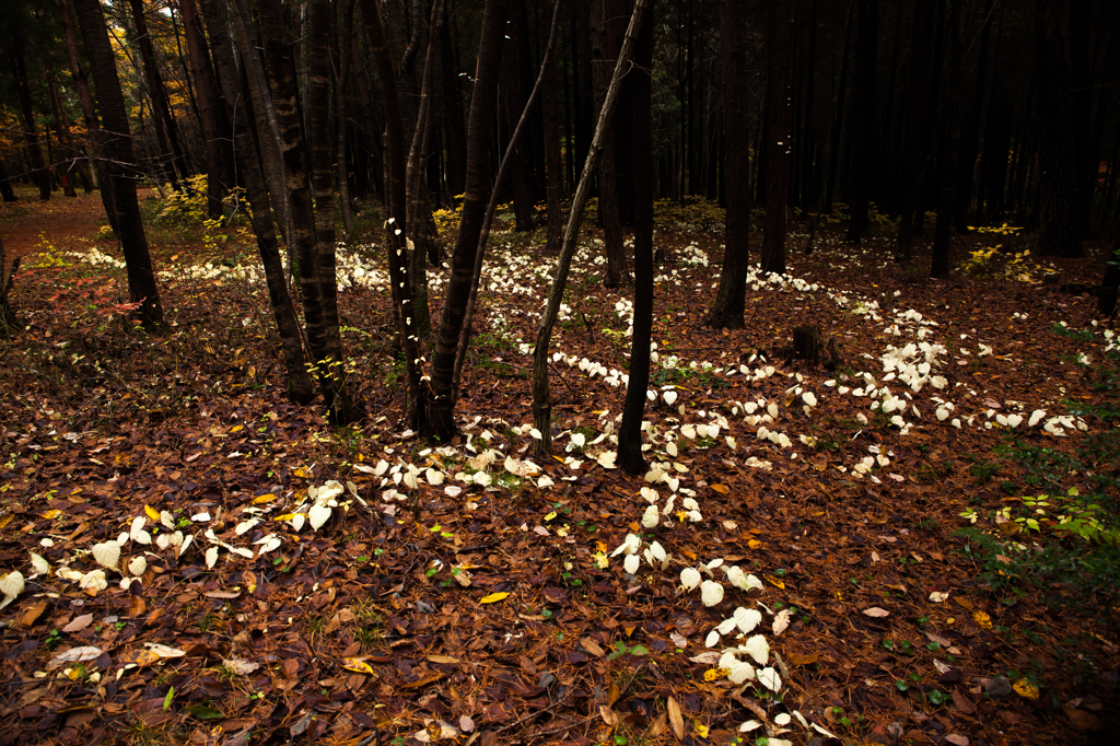 枯葉が森に描いている　１