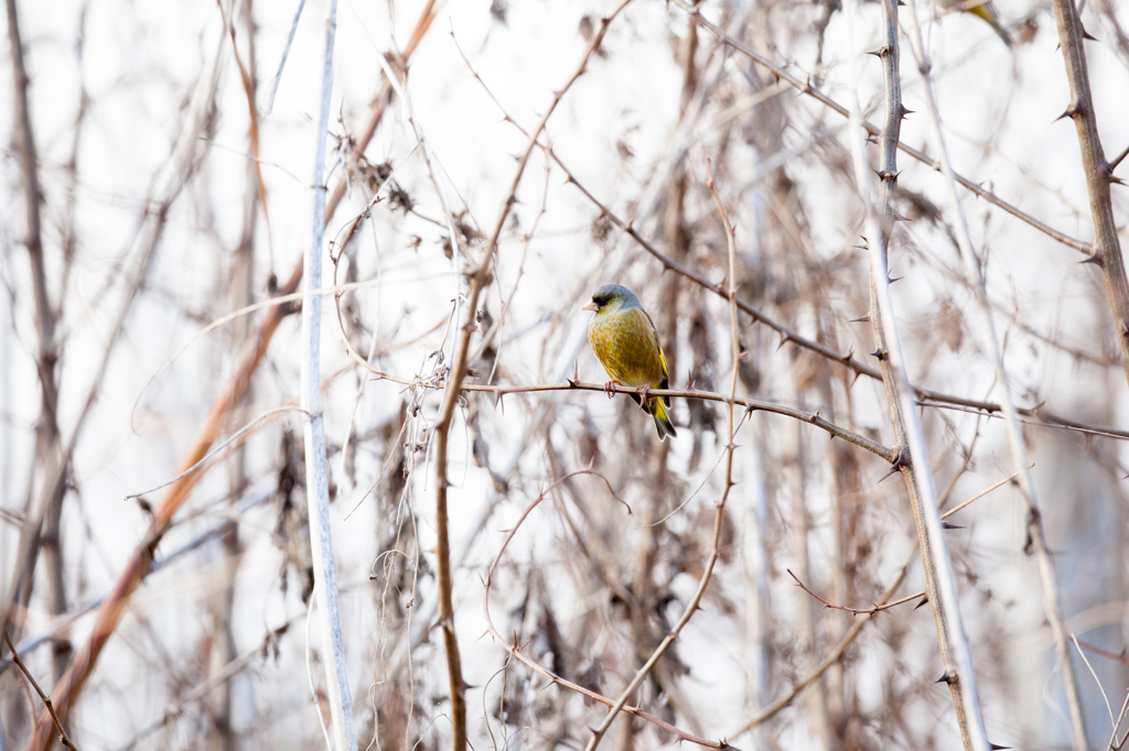 鳥のいる風景２
