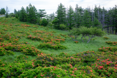 ツツジ咲く高原