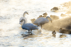 たっぷりの日差しを浴びて