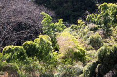 竹林を渡る風