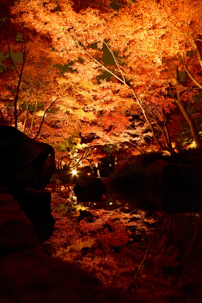 大田黒公園の紅葉