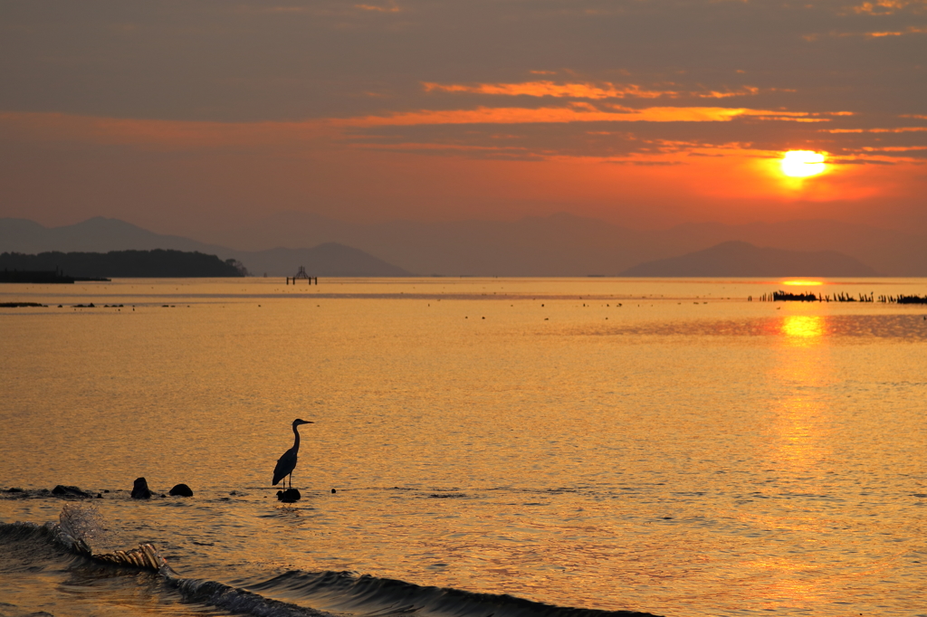 鷺と夕焼け