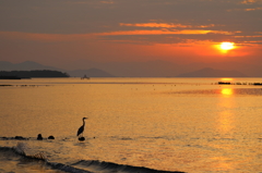 鷺と夕焼け