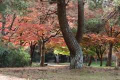 紅葉