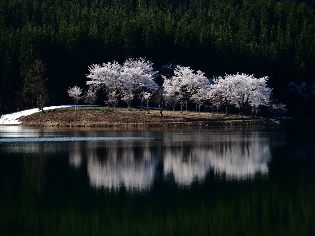 中子の桜